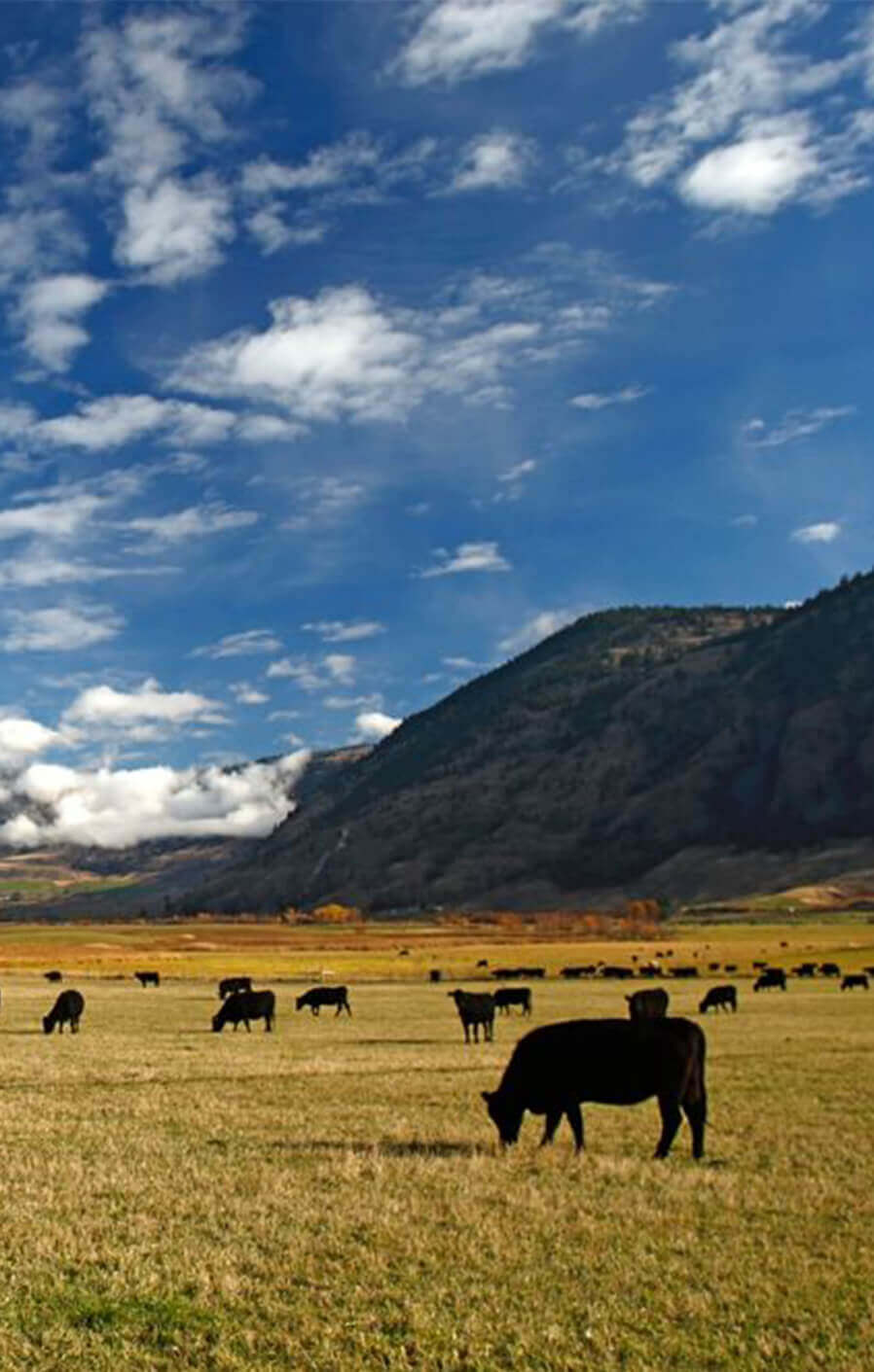Cattle raised at Snake River Farms in Caldwell, Idaho